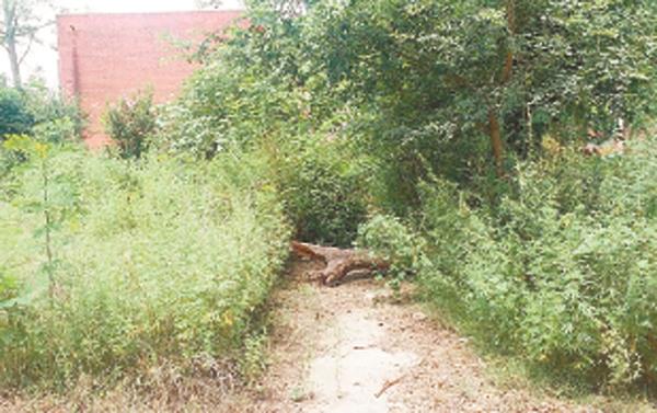 rajiv gandhi park victim of tragedy