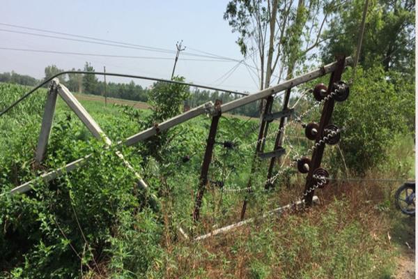 windy barren trees fall