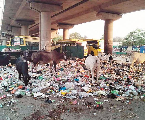 municipal corporation