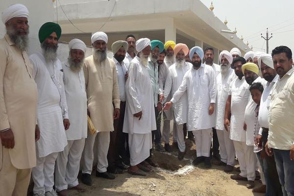 healthy punjab shrubs