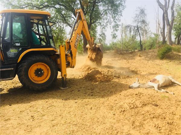 cow death