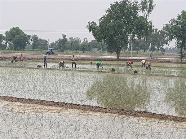 paddy farming
