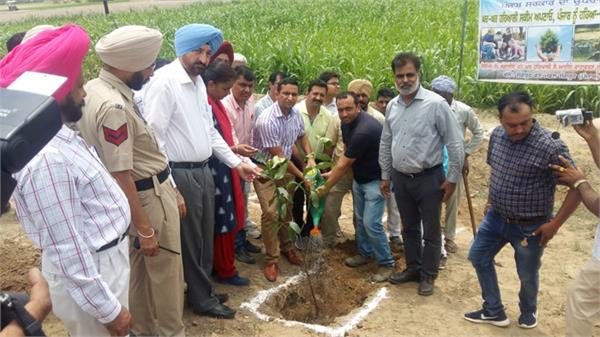 tree plantation