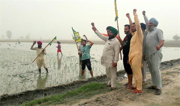 paddy farming