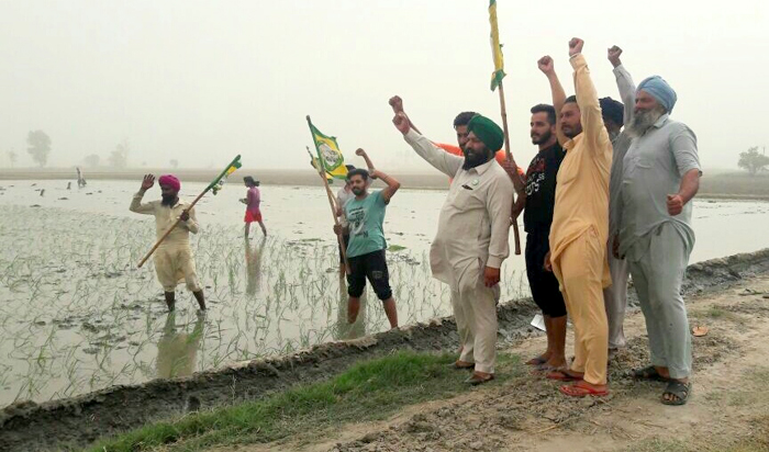 ਮਨਾਹੀ ਦੇ ਬਾਵਜੂਦ ਕਿਸਾਨਾਂ ਨੇ ਲਾਇਆ ਝੋਨਾ