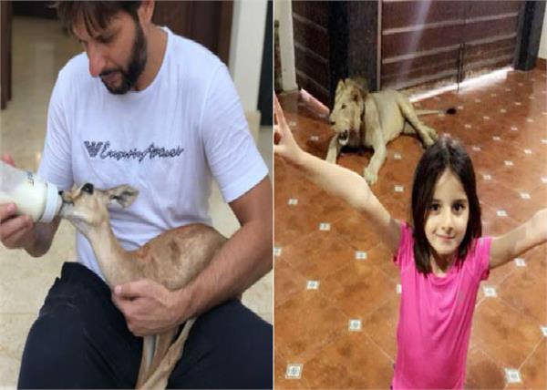 shahid afridi