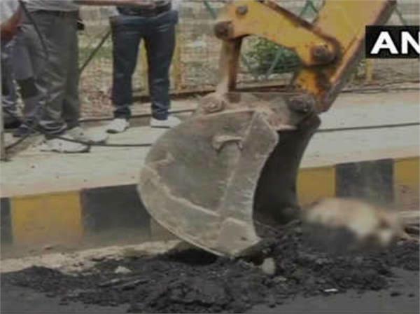 dead dog  made road