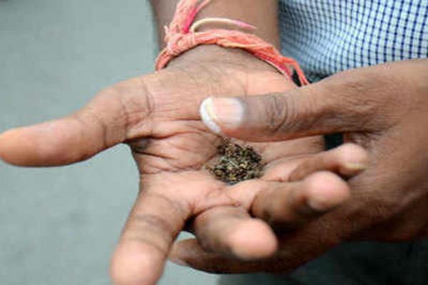 nitish govt plans ban on khaini