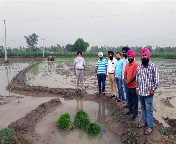 paddy sown