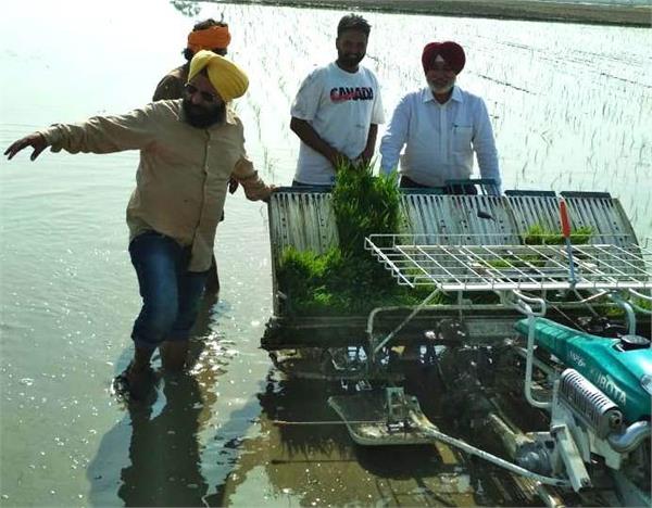 paddy labour