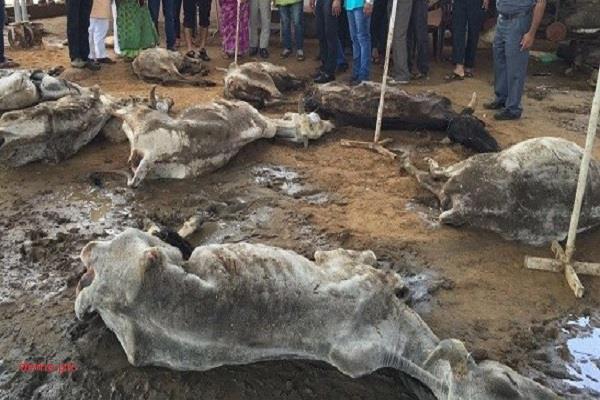 gopal gaushala  8 cows   death 