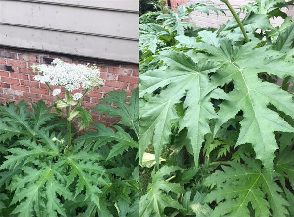 us  hogweed plant  person  blind