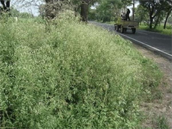 good prevention of weed grass