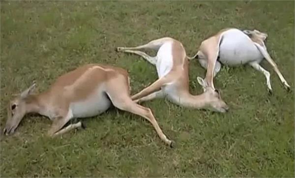 12 chinkara deer die in jaisalmer