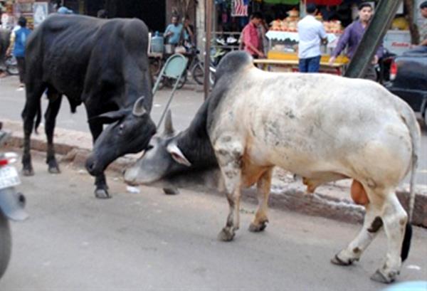 cows