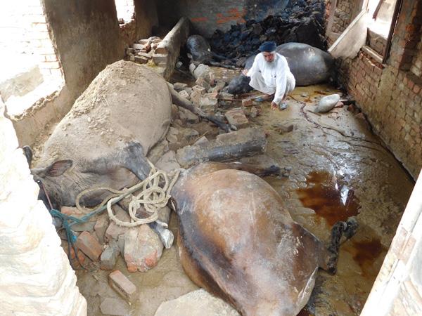 three buffaloes have been lost on a buffalo