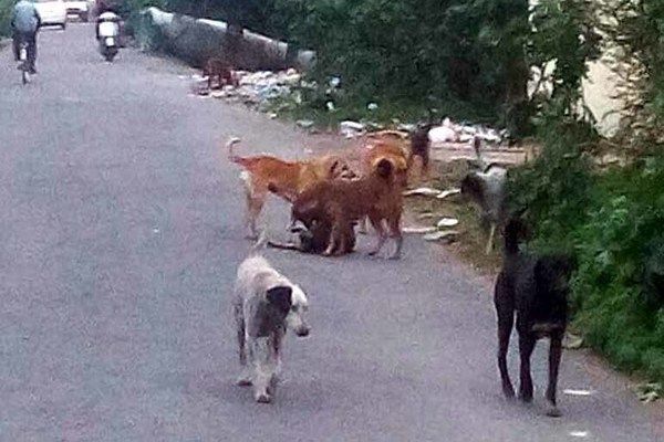 ਸ਼ਹਿਰੀ ਤੇ ਦਿਹਾਤੀ ਖੇਤਰ ਵਿਚ ਅਾਵਾਰਾ ਖੂੰਖਾਰ ਕੁੱਤਿਆਂ ਦੀ ਦਹਿਸ਼ਤ