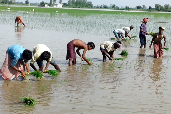 ਪੜ੍ਹਨ ਦੀ ਉਮਰੇ ਝੋਨਾ ਲਾ ਰਹੇ ਨੇ ਪ੍ਰਵਾਸੀ ਬਾਲ ਮਜ਼ਦੂਰ