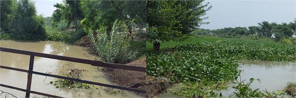 the danger of chandrabhan and raikot drain began to worn again