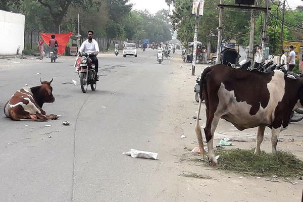 aavara animals people worried