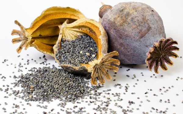 ਪੰਜਾਬ ’ਚ ‘ਕਾਲੀ ਨਾਗਣੀ’ ਦੀ ਸ਼ਰੇਆਮ ਮੰਗ!