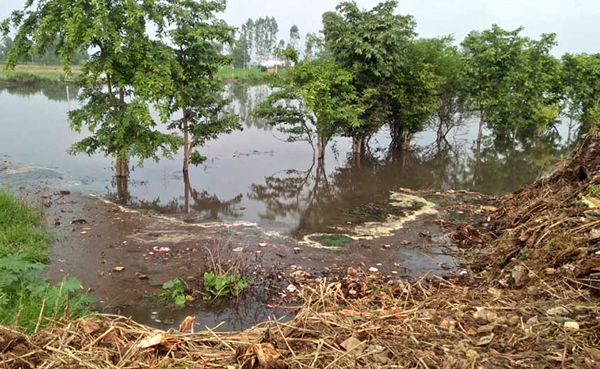 ਬੁੱਢੇ ਨਾਲੇ ਨੇ ਢਾਹਿਆ ਕਹਿਰ; 50 ਏਕਡ਼ ਝੋਨੇ ਦੀ ਫ਼ਸਲ ਡੁੱਬੀ