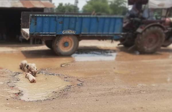 ਖਸਤਾਹਾਲ ਸੜਕ ਦੇ ਪਾਣੀ ਭਰੇ ਖੱਡਿਆਂ ’ਚ ਸੂਰ ਕਰਦੇ ਹਨ ਇਸ਼ਨਾਨ
