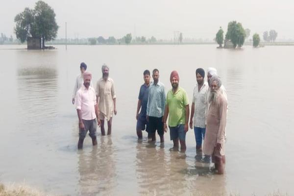 due to rain crop drowning