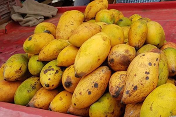 disease distribution neck fruit