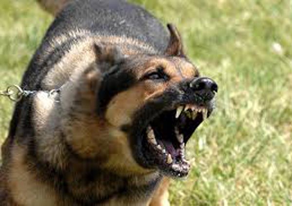the problem of stray dogs