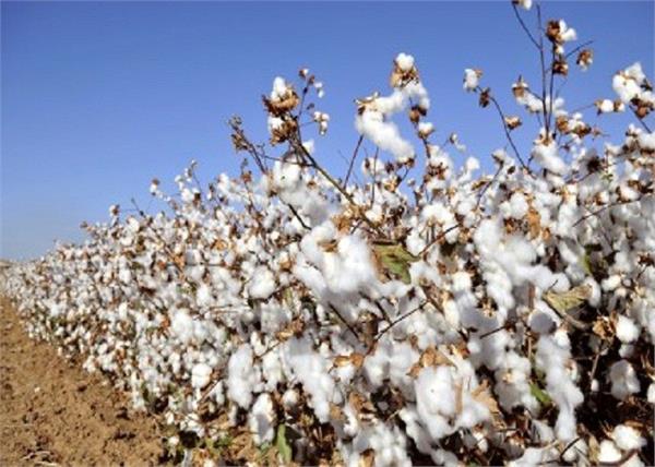 cotton market fell