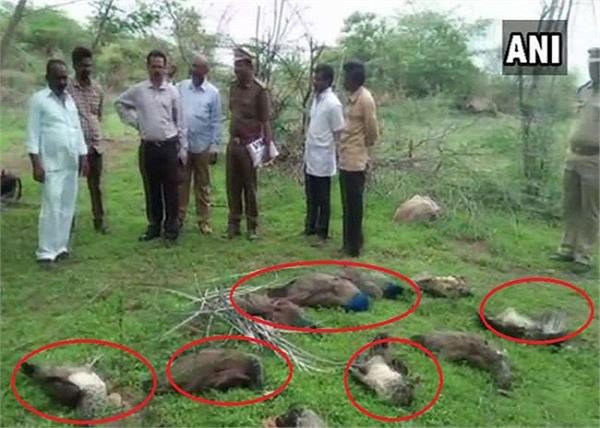 24 peacocks dead telangana