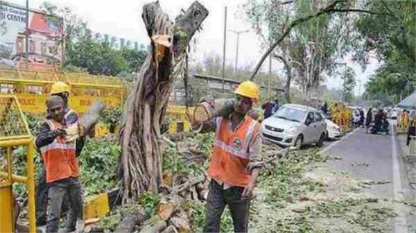 ban cutting trees