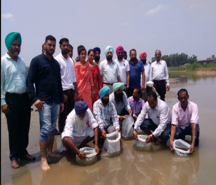 ਜੰਗਲੀ ਜੀਵ ਵਿਭਾਗ ਵੱਲੋਂ ਬਿਆਸ ਦਰਿਆ 'ਚ ਛੱਡੀਆਂ 1 ਲੱਖ ਮੱਛੀਆਂ