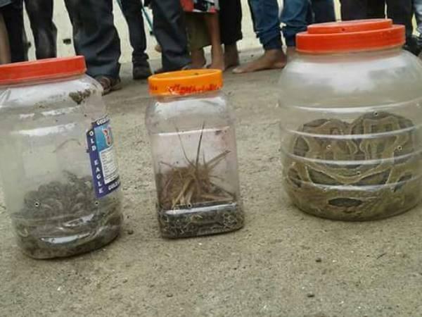 maharashtra 60 poisonous snakes found in the schools kitchen