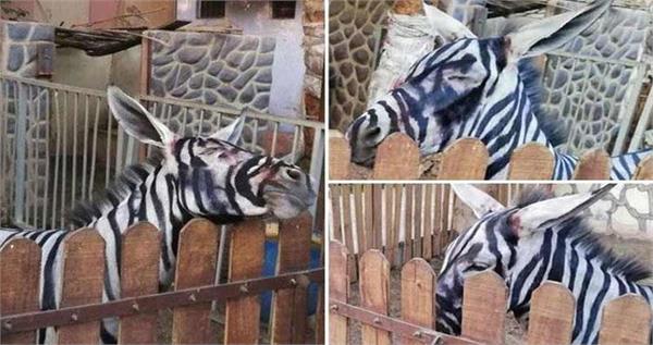 painting donkey black and white as a zebra in egypt zoo