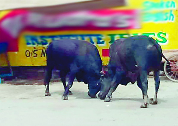 ਰਾਹਗੀਰਾਂ ਨੂੰ ਸਤਾ ਰਿਹੈ ਅਾਵਾਰਾ ਘੁੰਮ ਰਹੇ ਸਾਨ੍ਹਾਂ ਦੀ ਲਡ਼ਾਈ ਦਾ ਖੌਫ