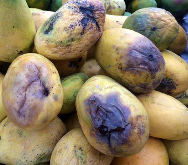 ਗਲੇ-ਸਡ਼ੇ ਫਲ ਤੇ ਨਕਲੀ ਚਿਪਸ ਵੇਚਣ ਵਾਲਿਆਂ ਦਾ ਧੰਦਾ ਜ਼ੋਰਾਂ ’ਤੇ