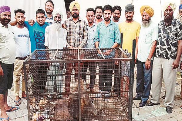 langur arrested