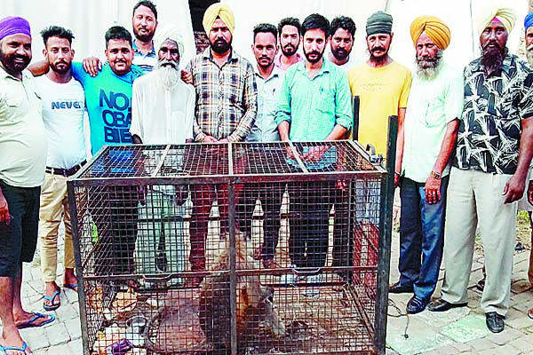 2 ਦਿਨ ਦੀ ਜੱਦੋ-ਜਹਿਦ ਪਿੱਛੋਂ ਲੰਗੂਰ ਨੂੰ ਕੀਤਾ ਕਾਬੂ