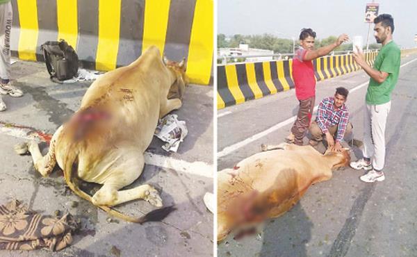 5 gauvasam death in one night  half a dozen injured