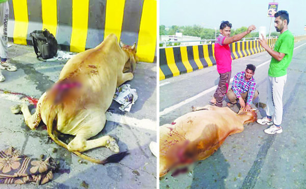 ਇਕੋ ਰਾਤ ’ਚ 5 ਗਊਵੰਸ਼ਾਂ ਦੀ ਮੌਤ, ਅੱਧੀ ਦਰਜਨ ਜ਼ਖਮੀ