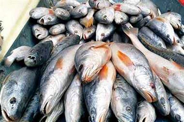 poisonous fish
