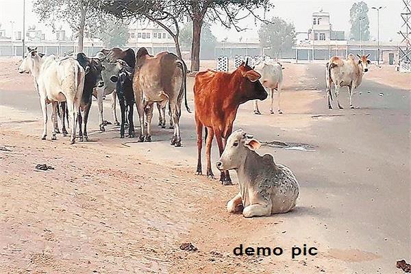 jagtar singh  stray cattle
