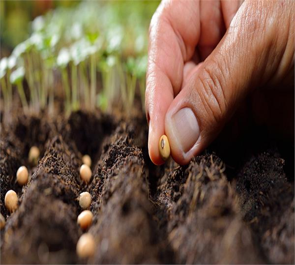 bad weather will not affect the crop