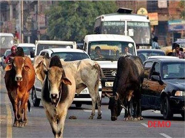 freedom from stray cattle