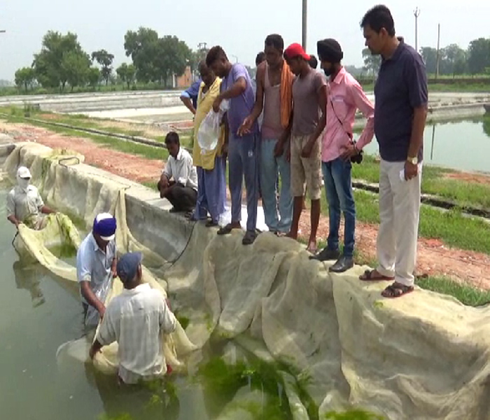 ਮੱਛੀ ਪਾਲਣ ਧੰਦੇ ''ਚ ਨਵਾਂਸ਼ਹਿਰ ਸੂਬੇ ''ਚ ਮੋਹਰੀ