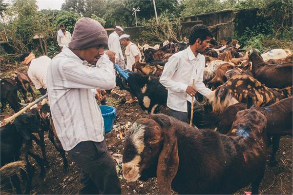 bakrid three days away  goat market ground waterlogged