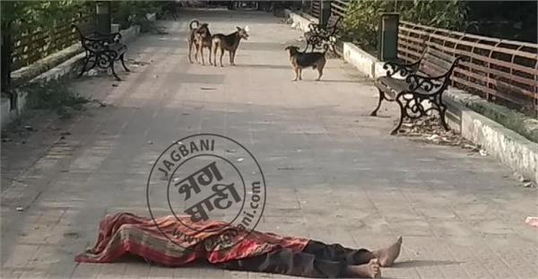 dogs smiling on the body lying on the bridge