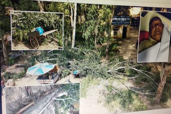 death due to buried under tree  4 injured